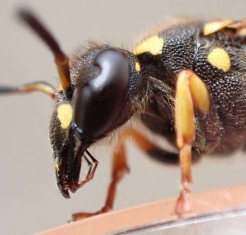 Réf. 335 720 : Ancistrocerus claripennis